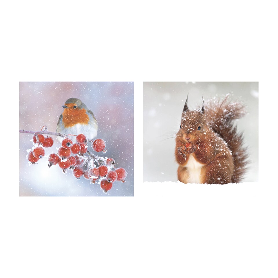 T. Robin and Squirrel Cards 10pk