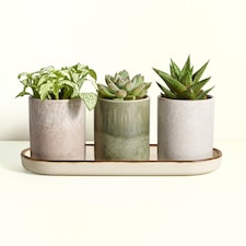 Paperchase Full Bloom Planters