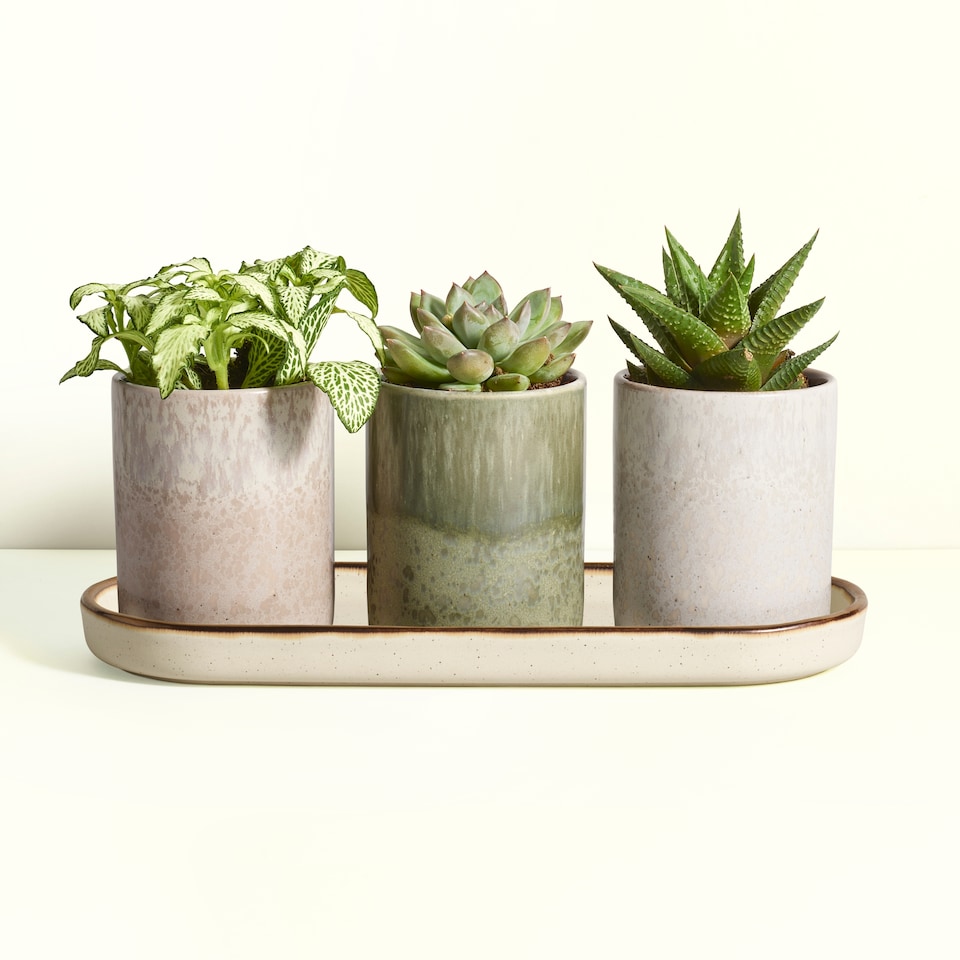 image 1 of Paperchase Full Bloom Planters