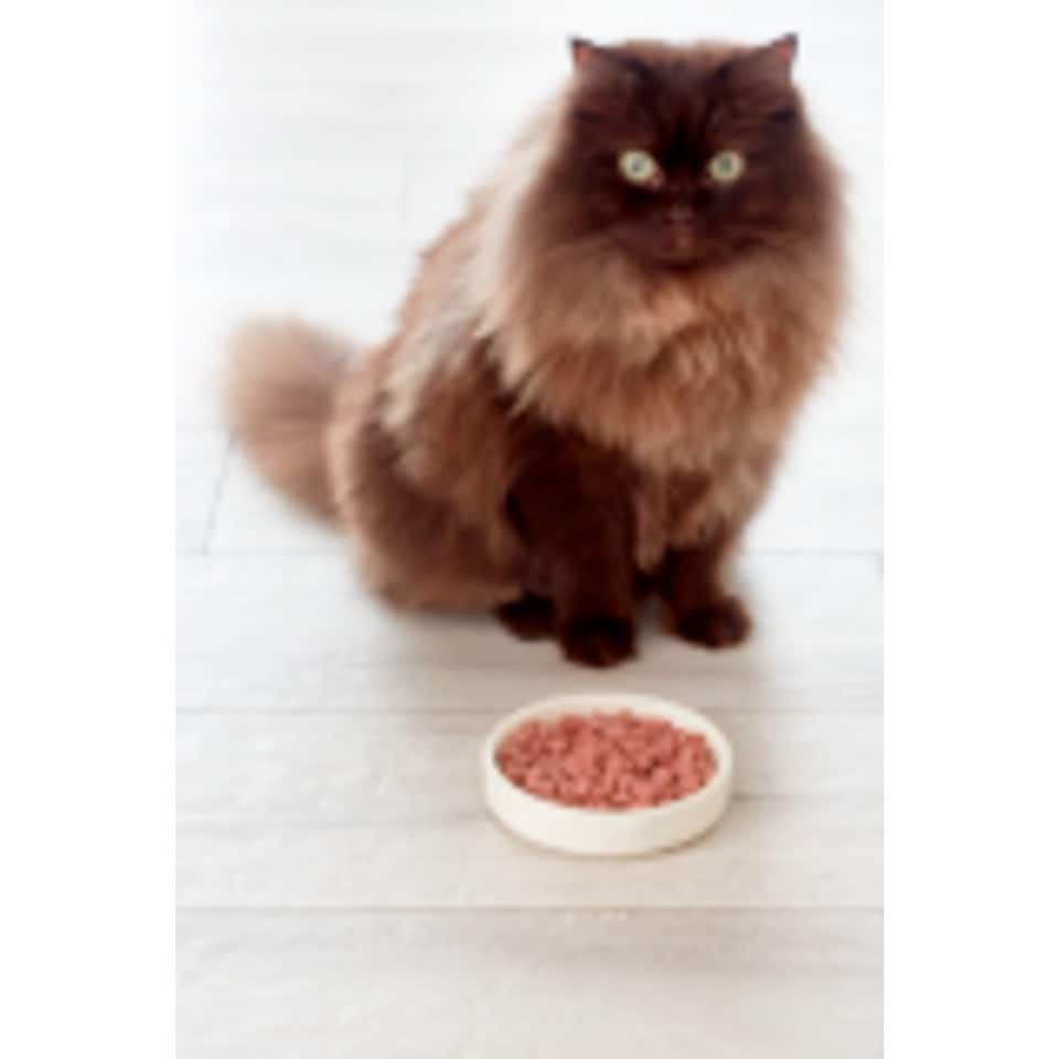 image 1 of Freshpet Grilled Chicken Recipe Cat Food 400g