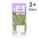 image 1 of Tesco Sage 20G
