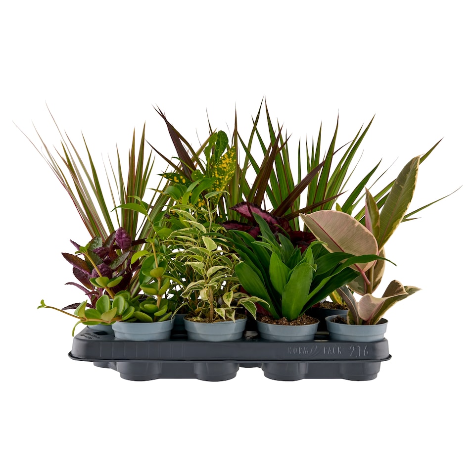 Zöld virág mix 8,5 cm