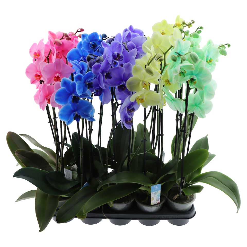 Phalaenopsis Magic Wonder Painted 2 Stems 12 cm