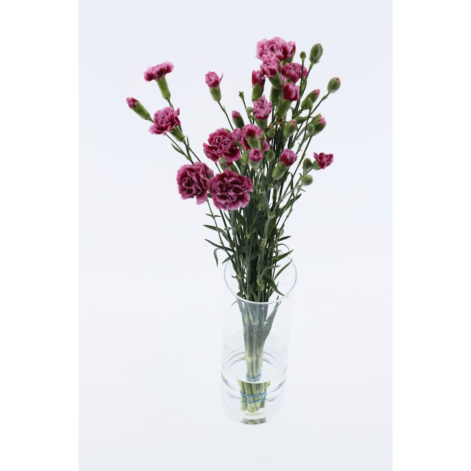 image 1 of The Floral Connection Carnations Bouquet