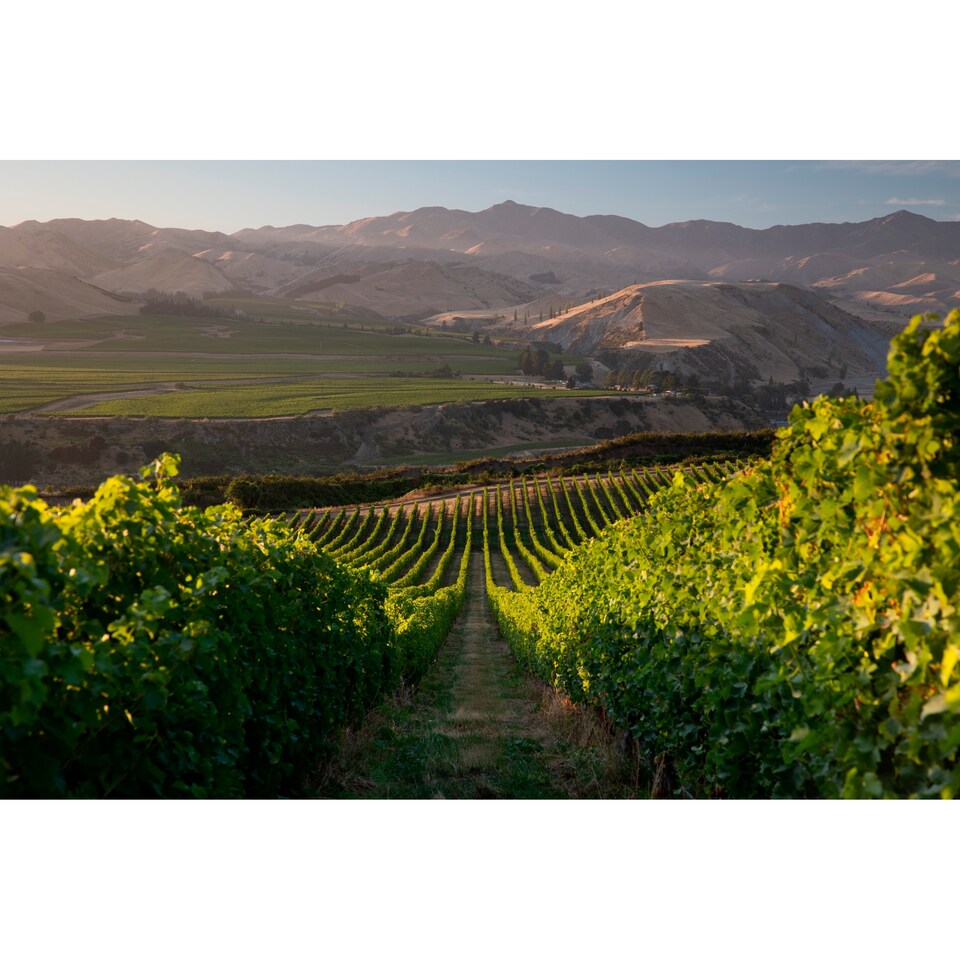 image 1 of Villa Maria Priv. Bin Pinot Grigio 75Cl