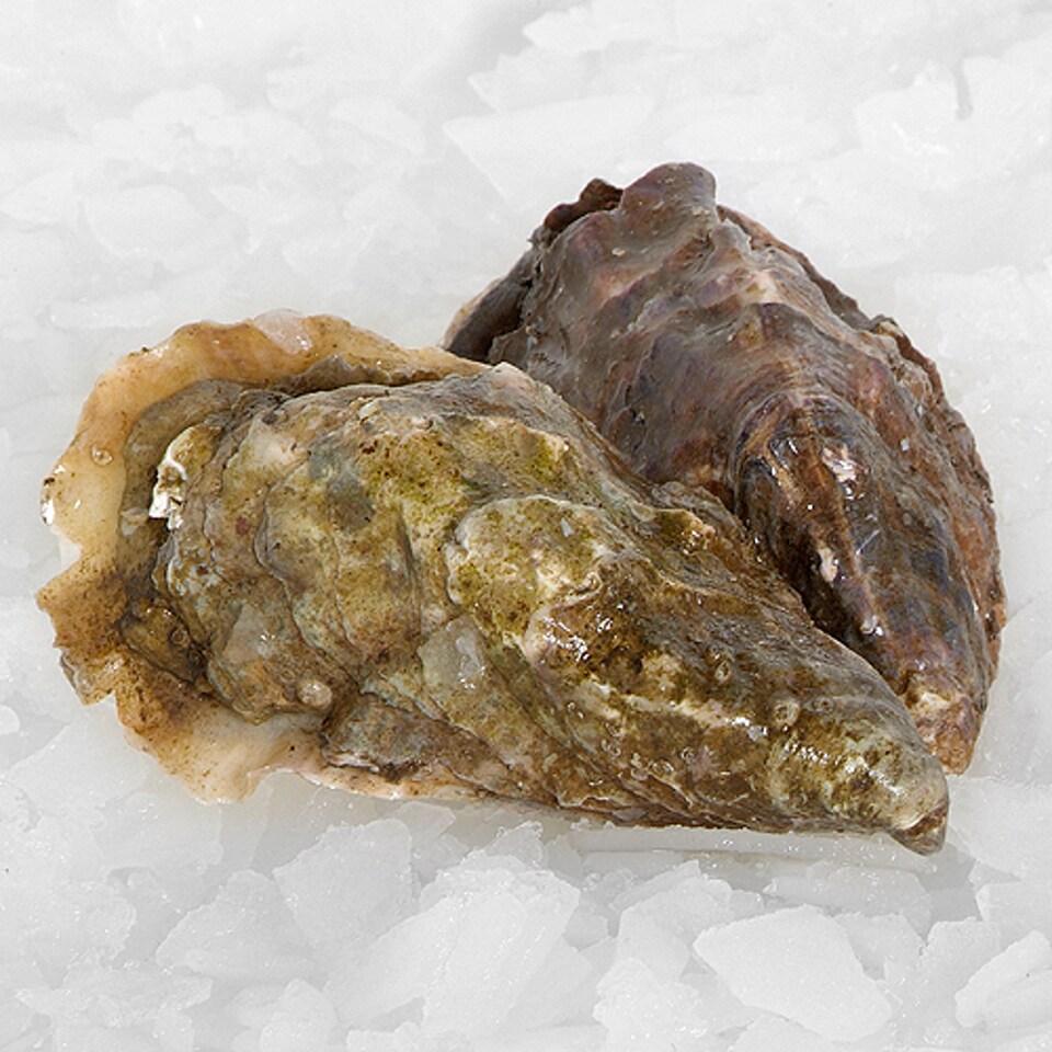Counter Live Oysters