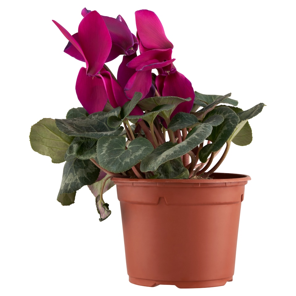 Cyclamen 12 cm