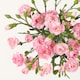 image 4 of Tesco Spray Carnations Flowers Bouquet