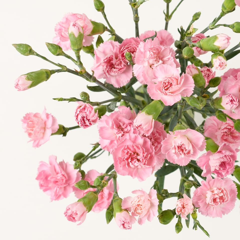 image 1 of Tesco Spray Carnations Flowers Bouquet