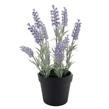 BAYSWOOD LAVENDER IN BLACK POT