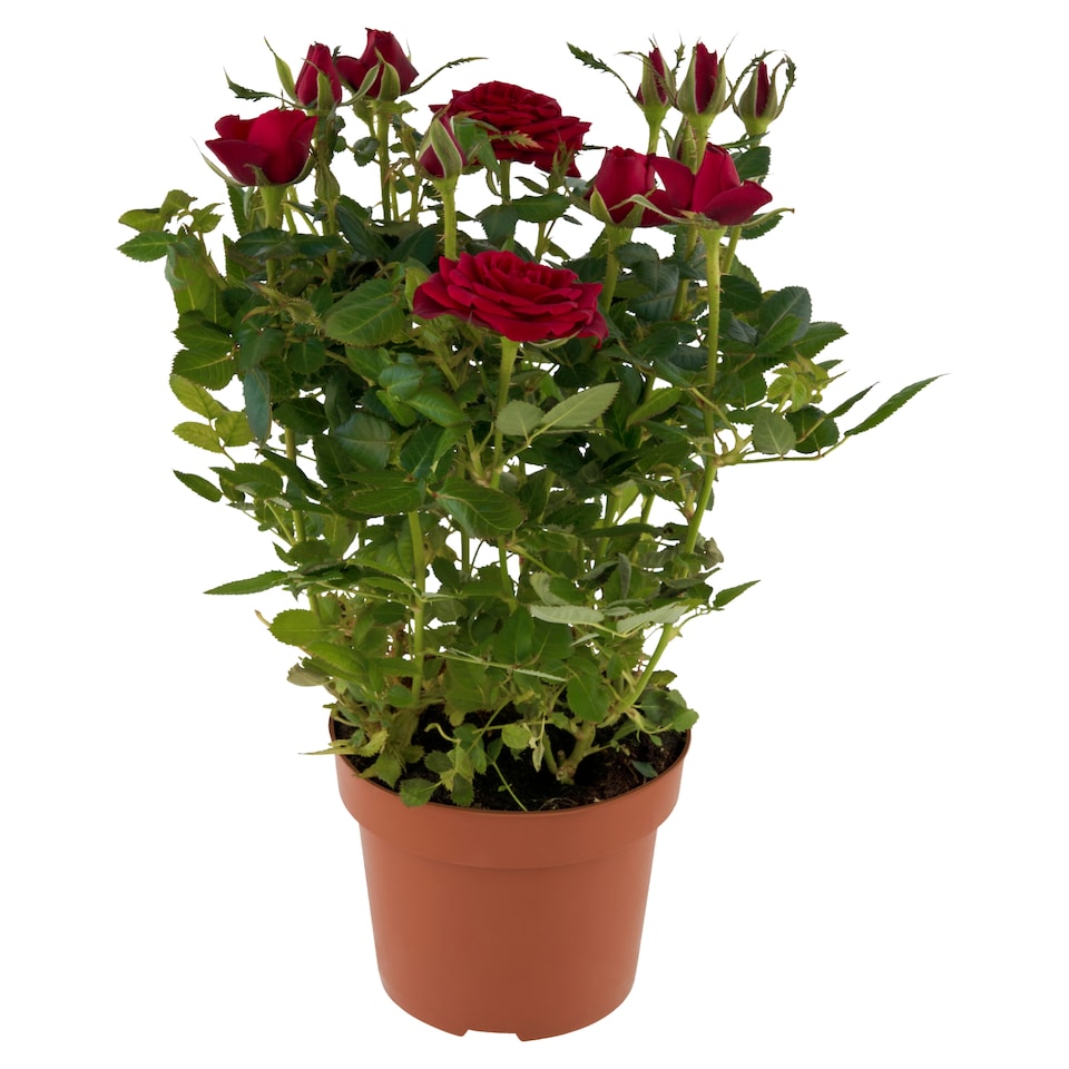 obrázok 1 z Ruža v kvetináči 12 cm