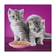image 4 of Whiskas Kitten Cat Food Pouches Poultry Feasts in Jelly 40x85g