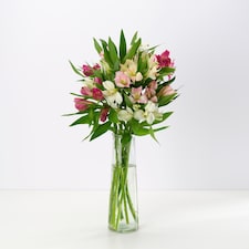 Rainbow Alstroemeria