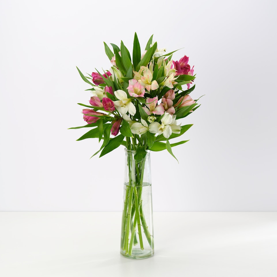 image 1 of Rainbow Alstroemeria