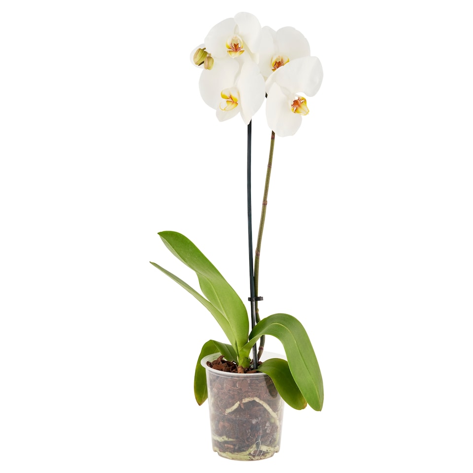Phalaenopsis 1 Stem Flower Pot 12 cm