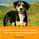 image 5 of Harringtons Superfoods Adult Dog Food - Turkey With Vegetables 1.7kg