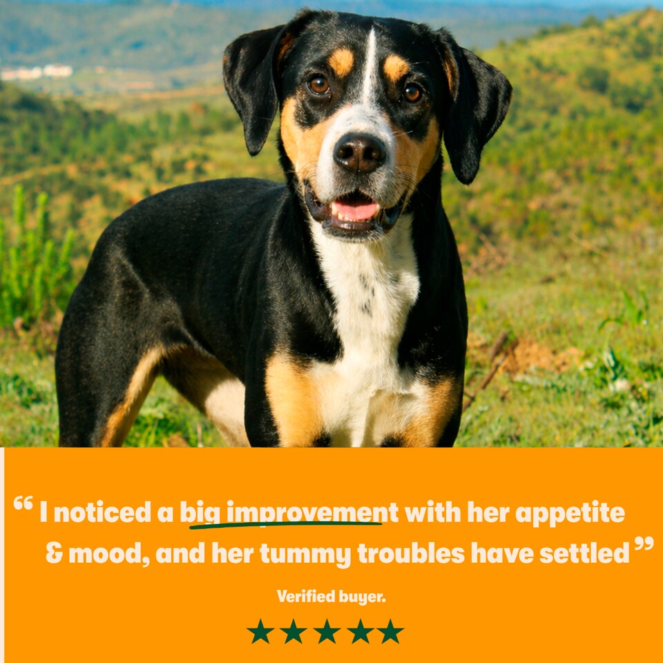 image 1 of Harringtons Superfoods Adult Dog Food - Turkey With Vegetables 1.7kg