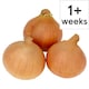 image 1 of Tesco Brown Onions Each