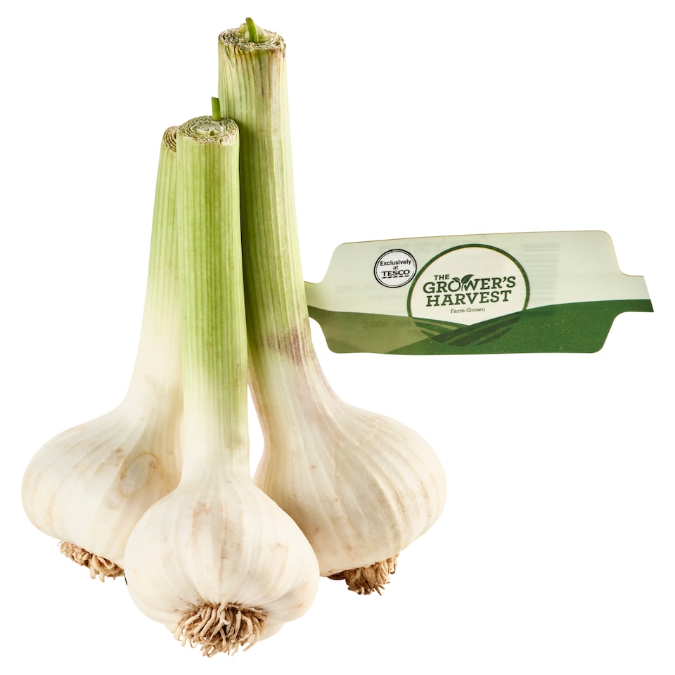 image 1 of The Grower's Harvest Garlic Fresh Bunch 3 pcs