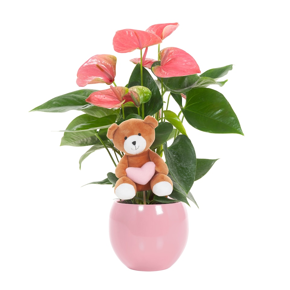 image 1 of Flamingo Flower in Pot 12 cm