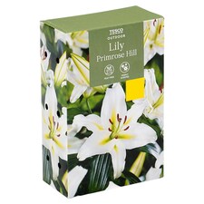 Tesco Oriental Lily