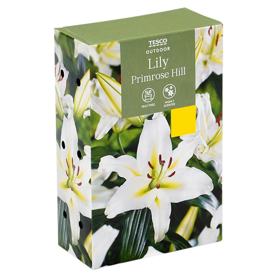 Tesco Oriental Lily