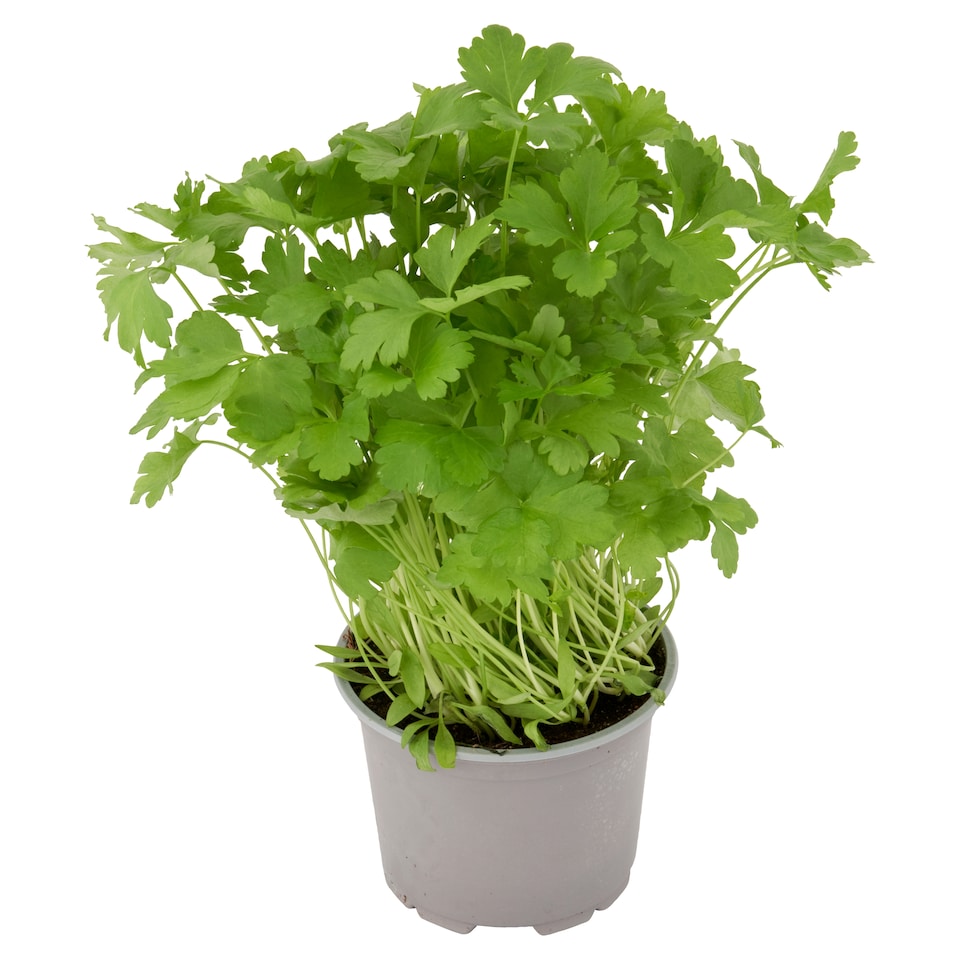 image 1 of Tesco Flat Leaf Parsley Medium Pot