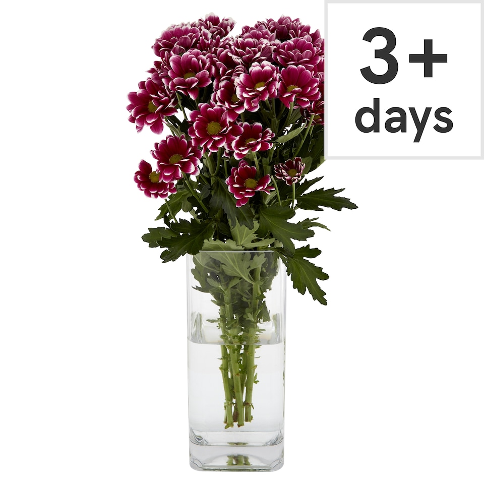 Chrysanthemums (Metro)