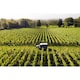 image 4 of NYETIMBER SPARKLING WINE CLASSIC CUVEE 750 ml