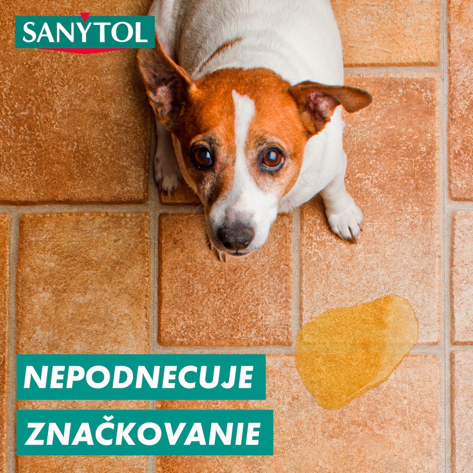 image 1 of Sanytol Disinfection Floor and Surface Cleaner Eucalyptus Clean 1 L
