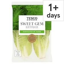 Tesco Sweet Gem Lettuce