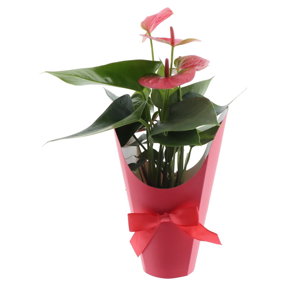 Obrázek 1 pro produkt The Floral Connection Anthurium květináč 9 cm