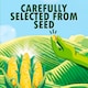 image 3 of Green Giant Original Sweet Corn 4X198g