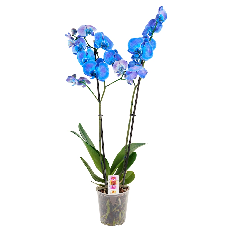 Phalaenopsis Dyed 2 Stems Flower Pot 12 cm
