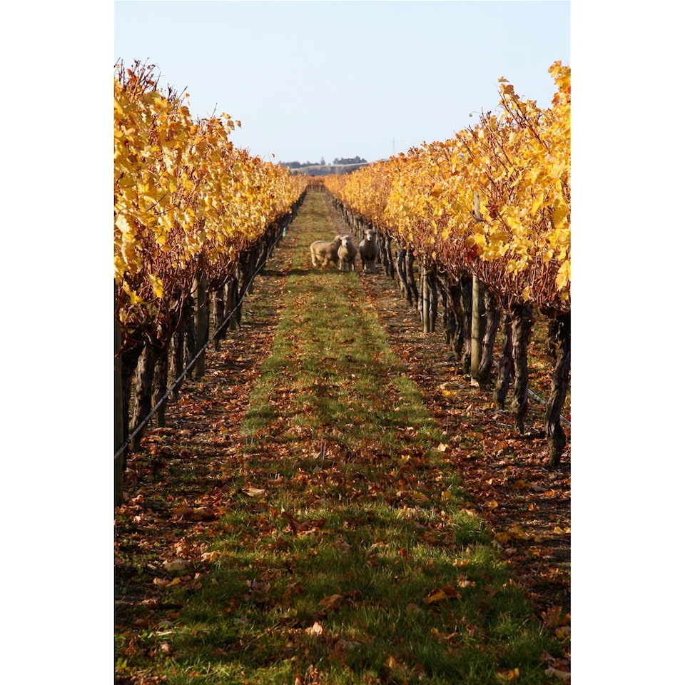 image 1 of Leftfield Albarino 75cl