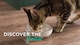image 2 of Encore Natural Wet Cat Food Chicken Selection in Jelly Pouches 5 x 50g