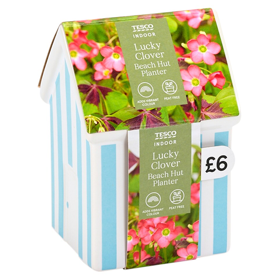Tesco Lucky Clover Beach Hut Planter