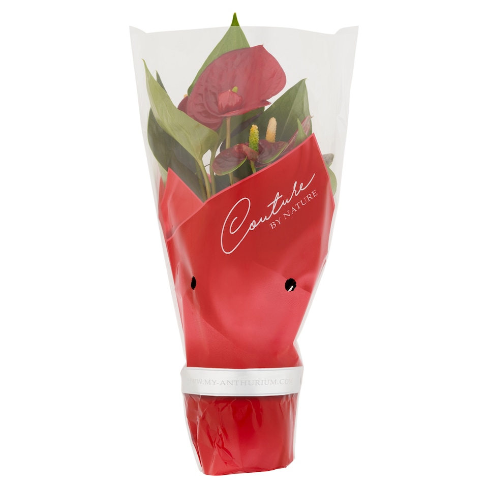 Obrázek 1 pro produkt Tesco Pokojová rostlina anthurium 9 cm