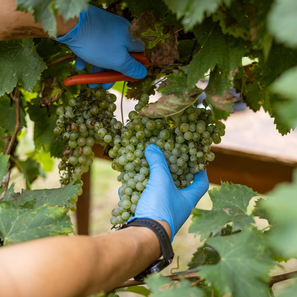 image 1 of Mazzetti Chef's Reduction Classic Balsamic Glaze 215Ml