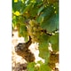image 5 of Louis Jadot Pouilly Fuisse 75Cl