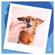 image 4 of BAKERS Allsorts Chicken; Beef and Lamb Dog Treats 98g