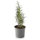 image 2 of Growing Herbs Rosemary