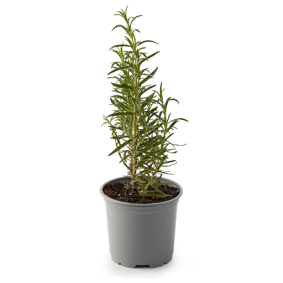 image 1 of Growing Herbs Rosemary