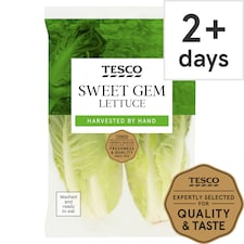 Tesco Sweet Gem Lettuce