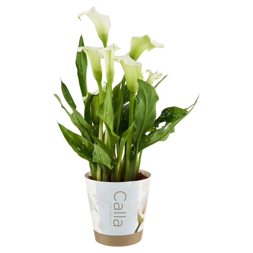 Calla Zantedeschia
