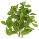 image 2 of Tesco Mint 30G