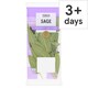 image 1 of Tesco Sage 20G