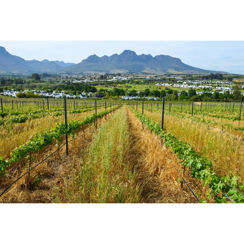 image 1 of Visio Vintners We The People Cape Blend 75cl