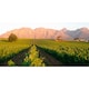 image 4 of Kleine Zalze Shiraz Blend 750ml
