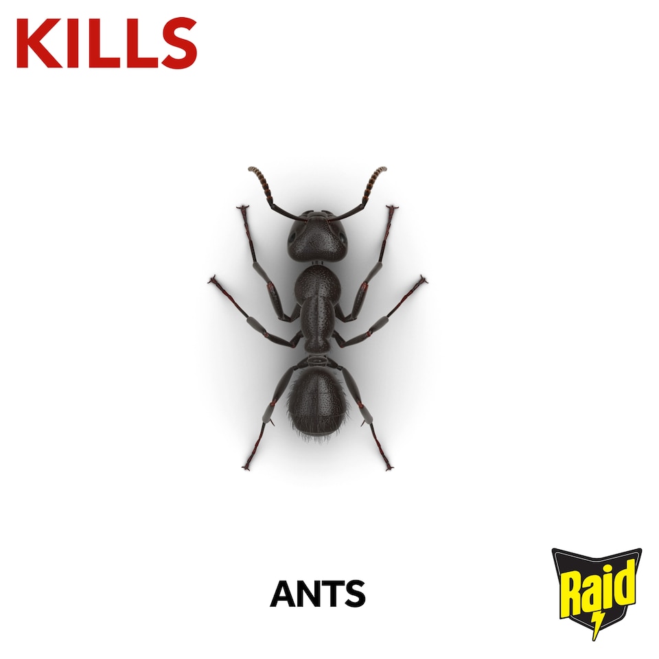 image 1 of Raid Ant Bait